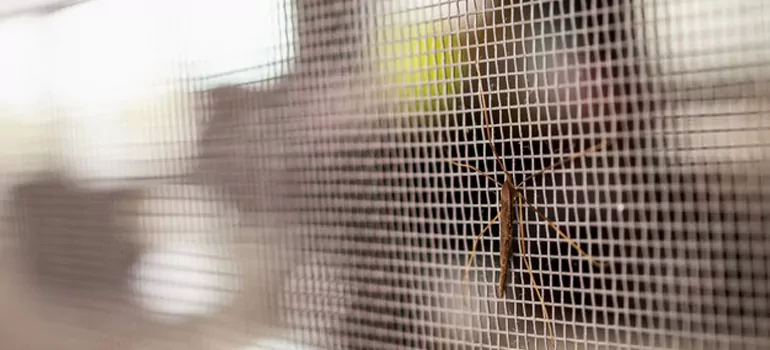 Repair Mosquito Mesh For Windows in Ocoee, FL